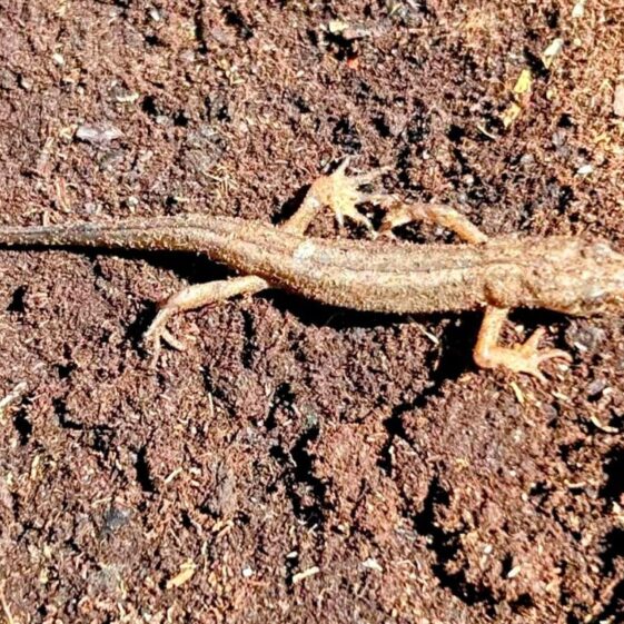 Lizard4 Ardnagall bog | Photo: C Curley, 2025