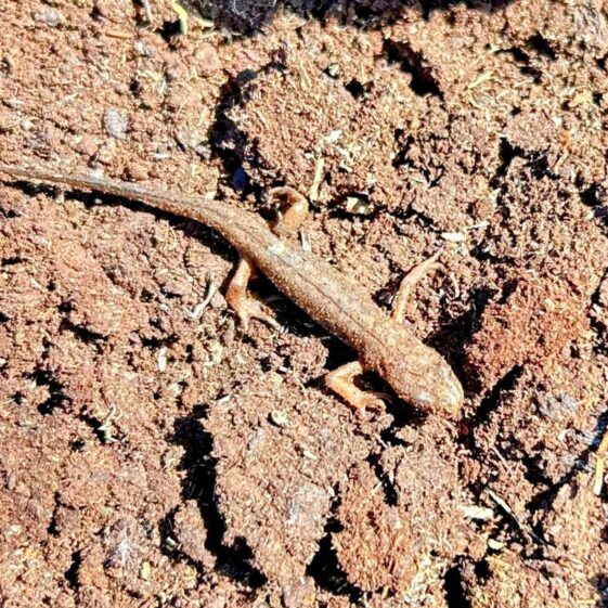 Lizard5 Ardnagall bog | Photo: C Curley, 2025