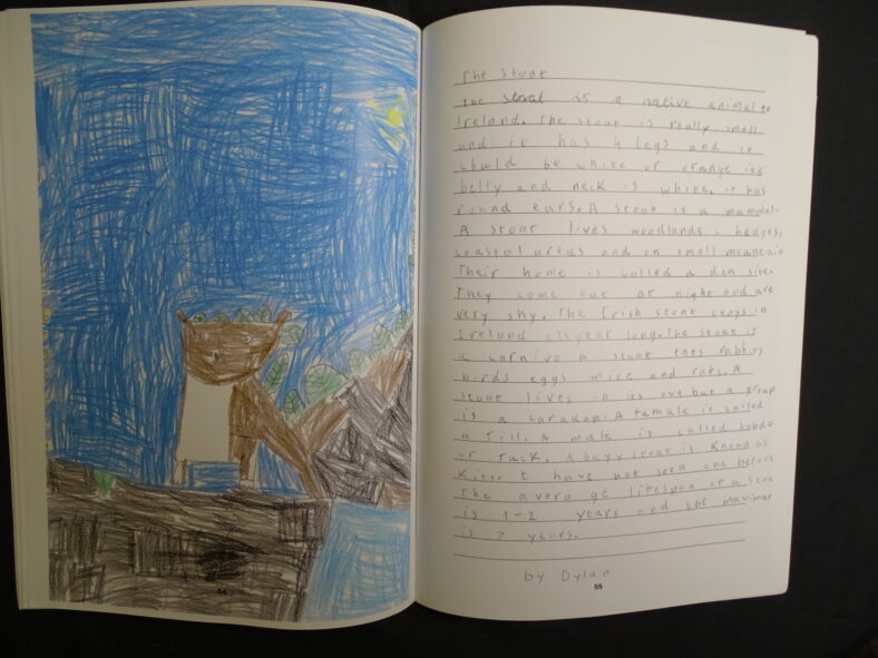 Stoat | By Dylan