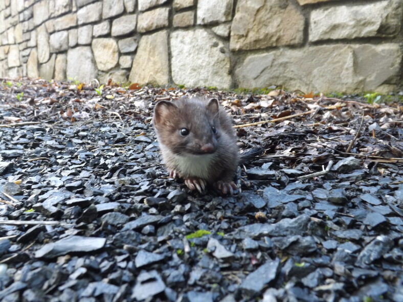 Stoat | Photo: John Gavin