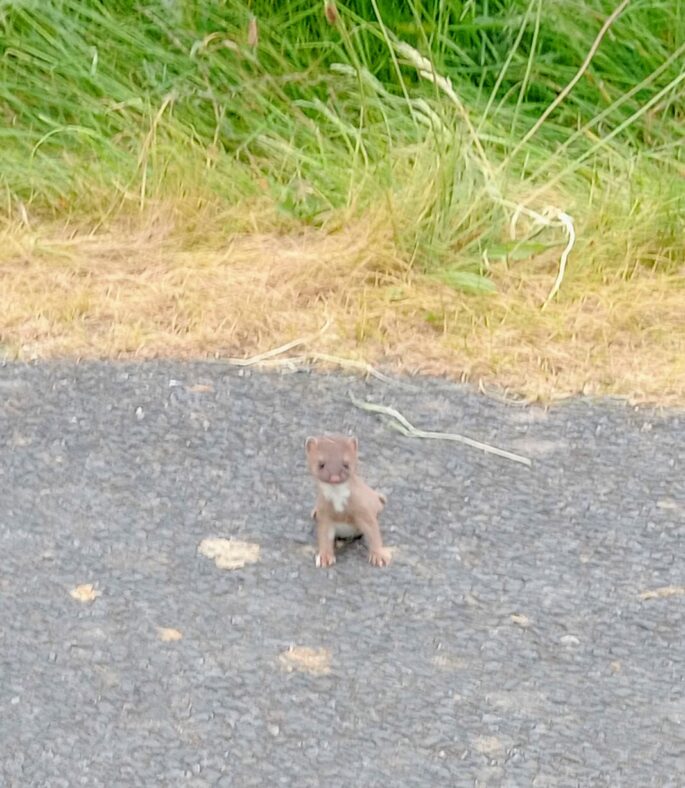 Very young stoat | Photo: John Gavin