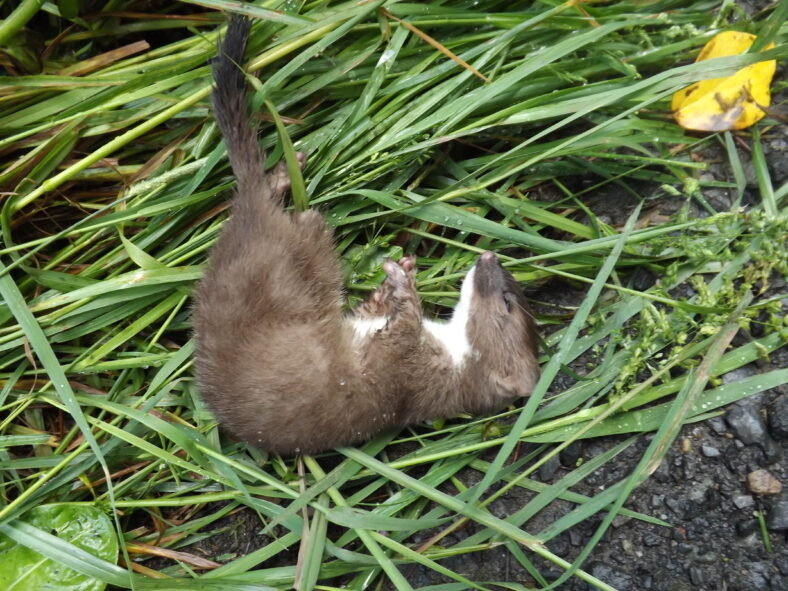 Young Stoat playing dead | Photo: John Gavin