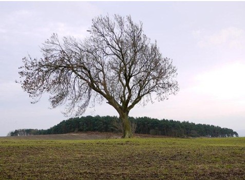 The Ash Tree