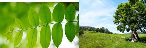 The Ash Tree