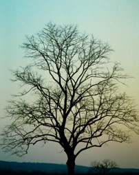 The Ash Tree