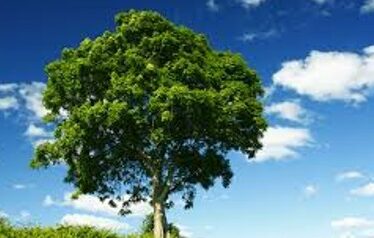 Milltown's Natural Heritage, Co Galway