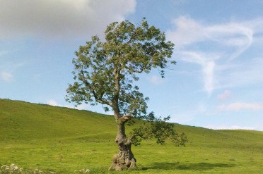 The Ash Tree