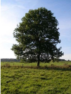 The Ash Tree