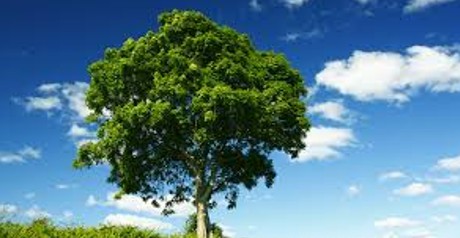 The Ash Tree