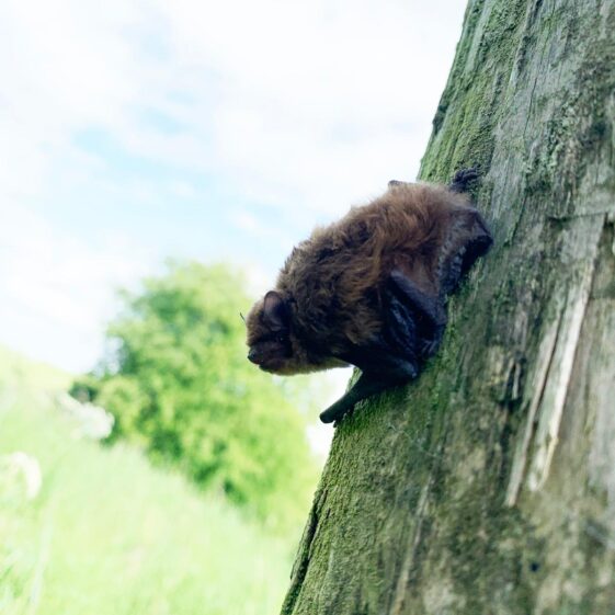 Bat Bat | Photo: John Gavin, 2025
