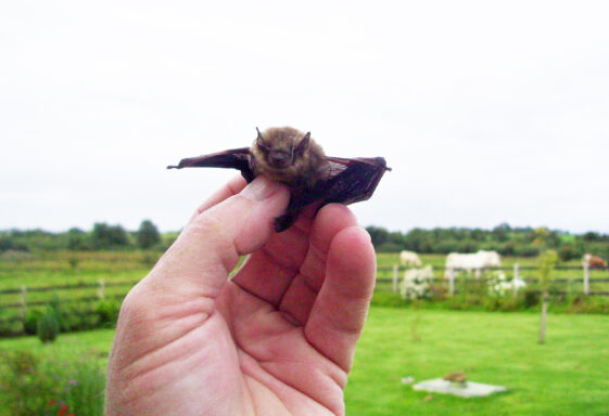 Bat