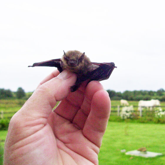 Bat in Cloonrane Bat in Cloonrane | Photo: John Gavin