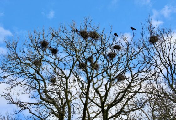 Crow's Nest