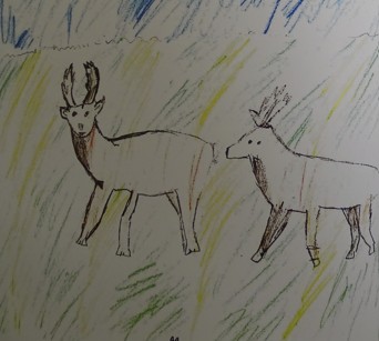 Deer