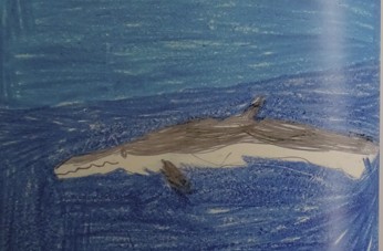 Fin Whale