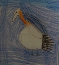 Gannet