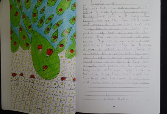 Ladybird