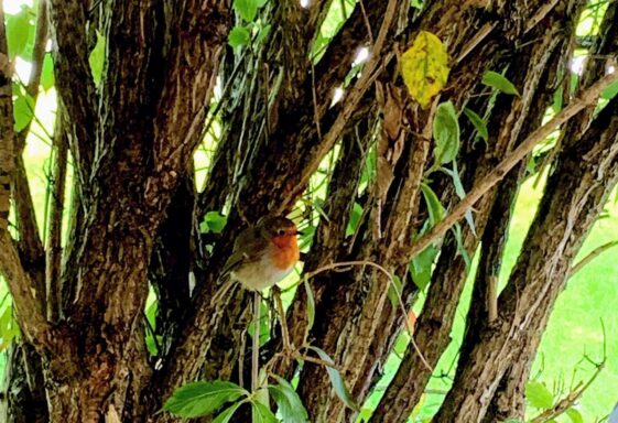 Robin