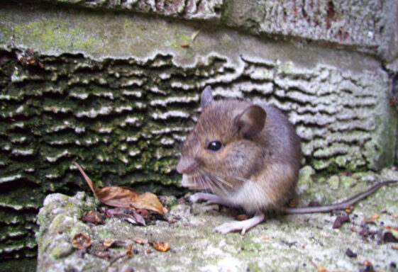 Mouse