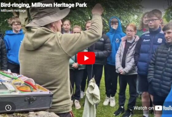 Bird-ringing demonstrations with Chris Benson