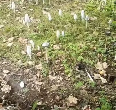 Toadstool headstones