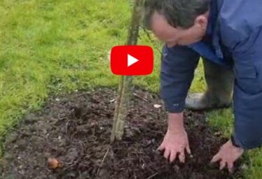 Tip #2: Creating and Using Leaf Mould