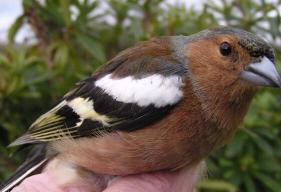 Bird-ringing findings