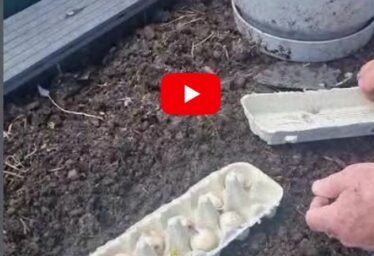 Tip #8: Recycling Egg Cartons as Mini Planters