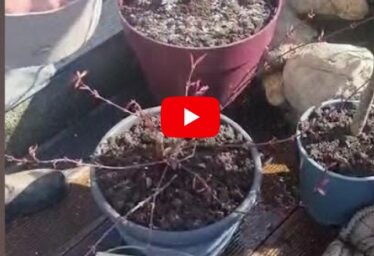 Tip #7: Reusing Eggshells