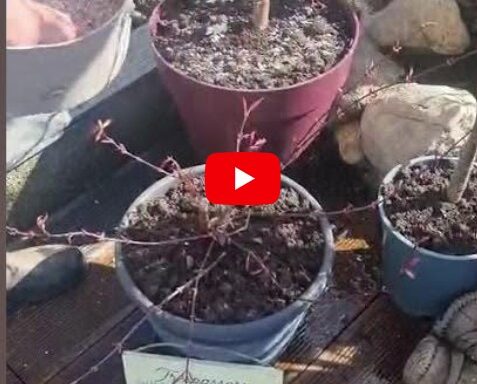 Sustainable Gardening Series
