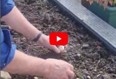 Tip #9: Eggshells for Bulbs