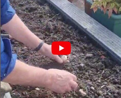 Sustainable Gardening Series
