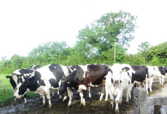 Milking and selling cows