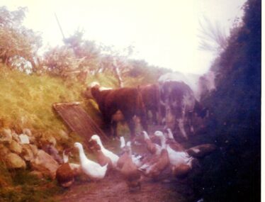 Ducks, geese and cows up the Curragh Lane | Dolly  family, Dangan