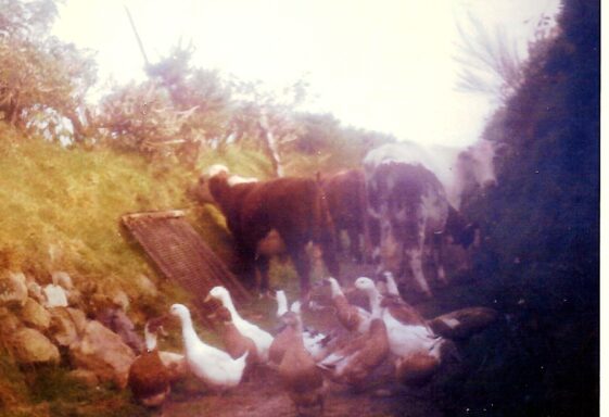The Missing Duck