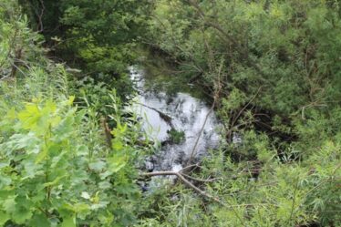 Stream in Cloondahamper Brown | Photo: B. Connolly, Clogherboy