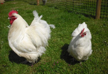 Poultry Stations