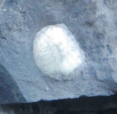 Fossil of a shell | Photo: B. Forde April 2020