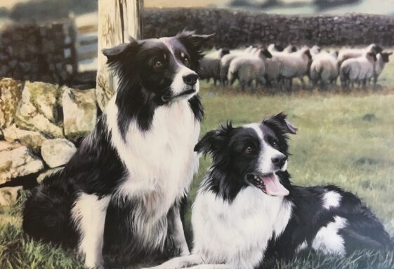 How I got into Dog Breeding