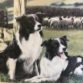 How I got into Dog Breeding