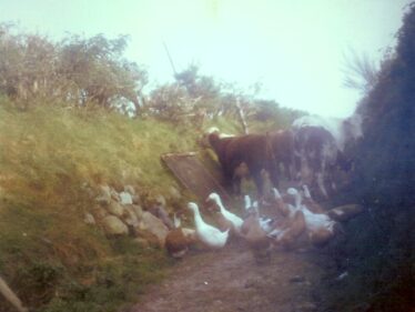 Ducks, geese and cows up the Curragh lane | Photo: Dolly family photo collection, Dangan