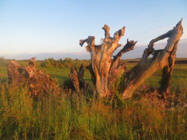 Cloonreddia - Bog Oak | Photo: B. Forde. 