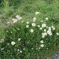 Derrybawn, Doire Bán (white derry or oakwood)