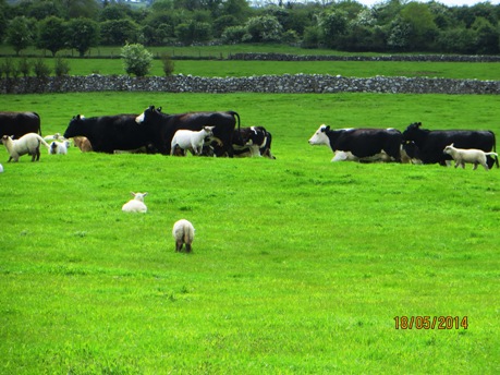 The Cattle Drive at Mullaghmore - Easter Week 1916
