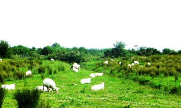 Sheep in Cloonconra | Photo: Bernadette Forde
