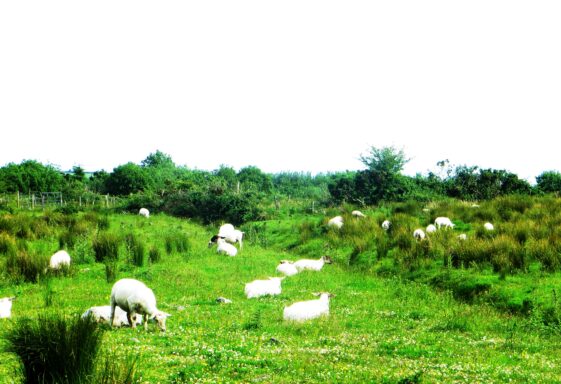 Cloonconra