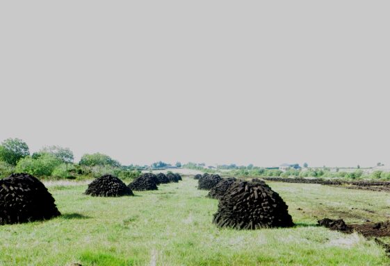 Pollacappul
