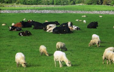Pastoral scene in Ballynakilla - June 2015 | Photo: Bernadette Forde