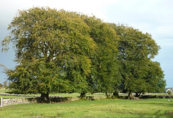 Carrowgorm, An Cheathrú Ghorm "blue quarter" [2]