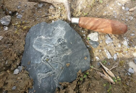 Fairy fossil
